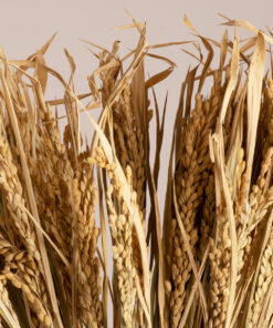 GloboStar® GloboStar® RISEGRASS 36505 Αποξηραμένο Φυτό Ρύζι - Μπουκέτο Διακοσμητικών Κλαδιών Μπεζ Υ60cm - Σετ 105 τμχ