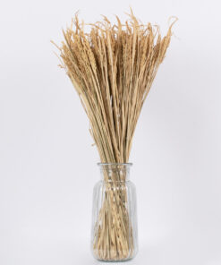 GloboStar® RISEGRASS 36505 Αποξηραμένο Φυτό Ρύζι - Μπουκέτο Διακοσμητικών Κλαδιών Μπεζ Υ60cm - Σετ 105 τμχ 6 36505 3