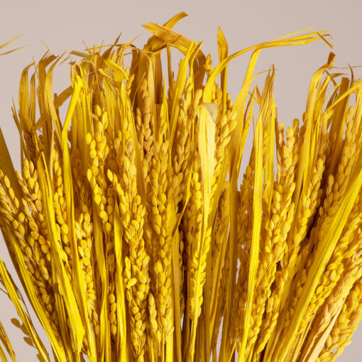 GloboStar® GloboStar® RISEGRASS 36506 Αποξηραμένο Φυτό Ρύζι - Μπουκέτο Διακοσμητικών Κλαδιών Μπεζ - Κίτρινο Υ60cm - Σετ 105 τμχ