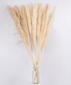 GloboStar® PAMPASGRASS 36509 Αποξηραμένο Φυτό Γρασίδι της Πάμπας - Μπουκέτο Διακοσμητικών Κλαδιών Μπεζ - Εκρού Υ120cm - Σετ 5 τμχ 7 36509 3
