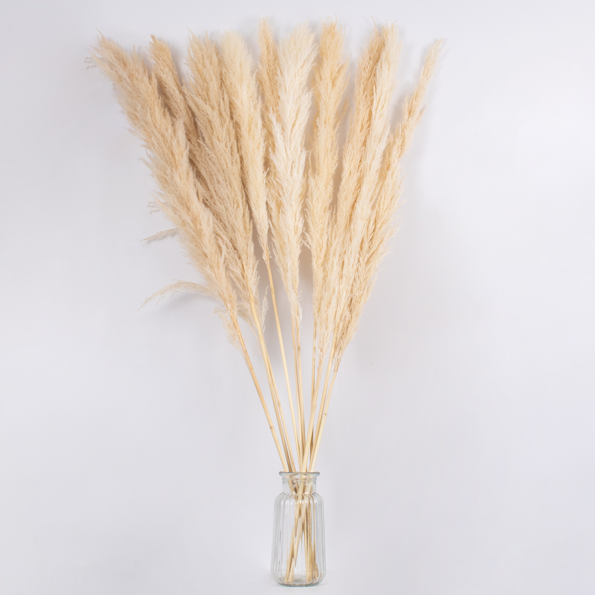 GloboStar® PAMPASGRASS 36509 Αποξηραμένο Φυτό Γρασίδι της Πάμπας - Μπουκέτο Διακοσμητικών Κλαδιών Μπεζ - Εκρού Υ120cm - Σετ 5 τμχ 5 GloboStar® PAMPASGRASS 36509 Αποξηραμένο Φυτό Γρασίδι της Πάμπας - Μπουκέτο Διακοσμητικών Κλαδιών Μπεζ - Εκρού Υ120cm - Σετ 5 τμχ - Image 3