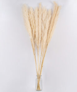 GloboStar® PAMPASGRASS 36510 Αποξηραμένο Φυτό Γρασίδι της Πάμπας - Μπουκέτο Διακοσμητικών Κλαδιών Μπεζ - Εκρού Υ150cm - Σετ 5 τμχ 6 36510 3