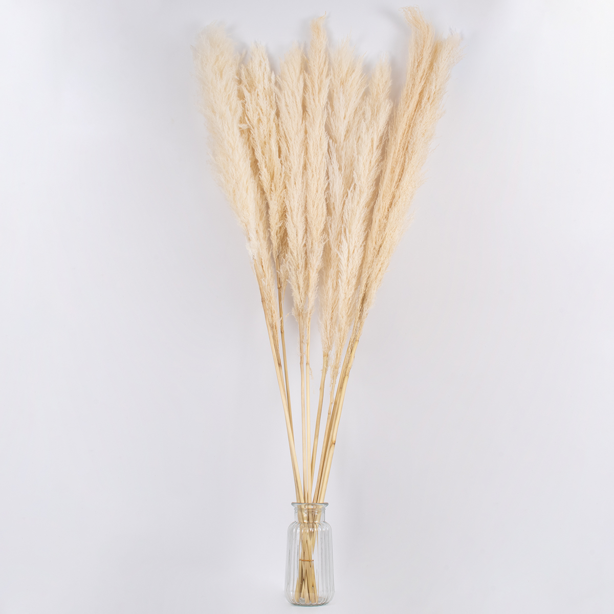 GloboStar® PAMPASGRASS 36510 Αποξηραμένο Φυτό Γρασίδι της Πάμπας - Μπουκέτο Διακοσμητικών Κλαδιών Μπεζ - Εκρού Υ150cm - Σετ 5 τμχ 4 GloboStar® PAMPASGRASS 36510 Αποξηραμένο Φυτό Γρασίδι της Πάμπας - Μπουκέτο Διακοσμητικών Κλαδιών Μπεζ - Εκρού Υ150cm - Σετ 5 τμχ - Image 3