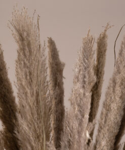 GloboStar® GloboStar® PAMPASGRASS 36511 Αποξηραμένο Φυτό Γρασίδι της Πάμπας - Μπουκέτο Διακοσμητικών Κλαδιών Καφέ - Γκρι Υ80cm - Σετ 10 τμχ