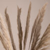 GloboStar® GloboStar® PAMPASGRASS 36512 Αποξηραμένο Φυτό Γρασίδι της Πάμπας - Μπουκέτο Διακοσμητικών Κλαδιών Καφέ - Γκρι Υ100cm - Σετ 10 τμχ