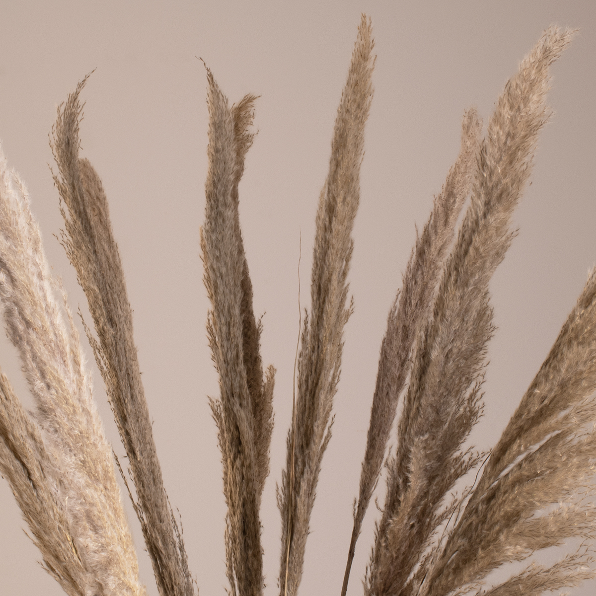 GloboStar® PAMPASGRASS 36512 Αποξηραμένο Φυτό Γρασίδι της Πάμπας - Μπουκέτο Διακοσμητικών Κλαδιών Καφέ - Γκρι Υ100cm - Σετ 10 τμχ 3 GloboStar® GloboStar® PAMPASGRASS 36512 Αποξηραμένο Φυτό Γρασίδι της Πάμπας - Μπουκέτο Διακοσμητικών Κλαδιών Καφέ - Γκρι Υ100cm - Σετ 10 τμχ