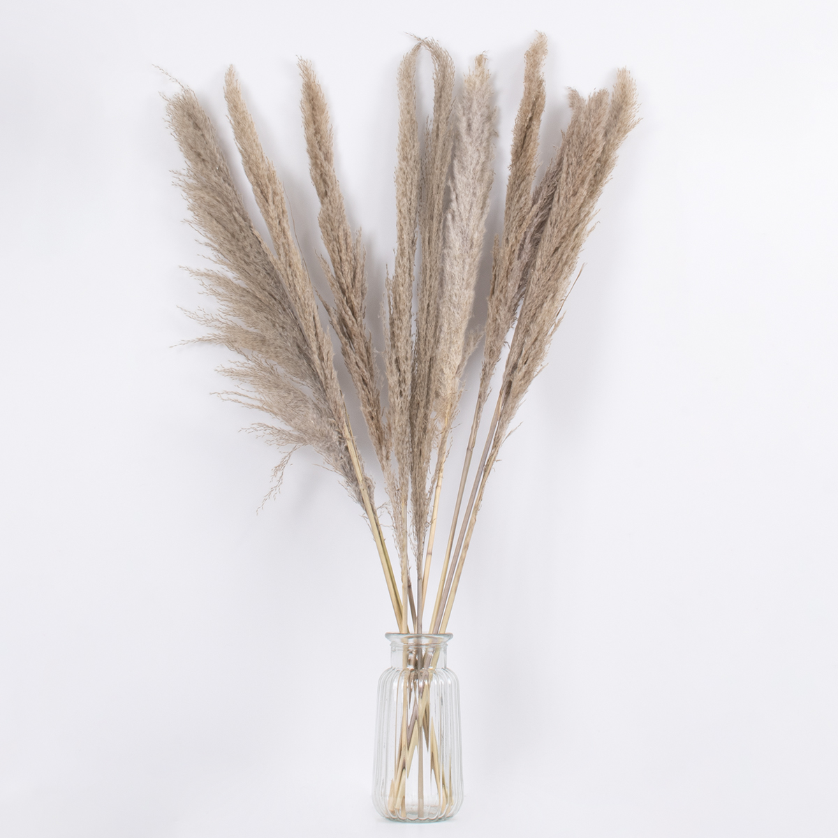 GloboStar® PAMPASGRASS 36512 Αποξηραμένο Φυτό Γρασίδι της Πάμπας - Μπουκέτο Διακοσμητικών Κλαδιών Καφέ - Γκρι Υ100cm - Σετ 10 τμχ 5 GloboStar® PAMPASGRASS 36512 Αποξηραμένο Φυτό Γρασίδι της Πάμπας - Μπουκέτο Διακοσμητικών Κλαδιών Καφέ - Γκρι Υ100cm - Σετ 10 τμχ - Image 3