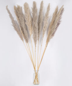 GLOBOSTAR® PAMPASGRASS 36514 Αποξηραμένο Διακοσμητικό Μπουκέτο Γρασίδι της Πάμπας - Καφέ - Μ20 x Π20 x Υ150cm - Πακέτο 5 Τεμαχίων 7 36514 4