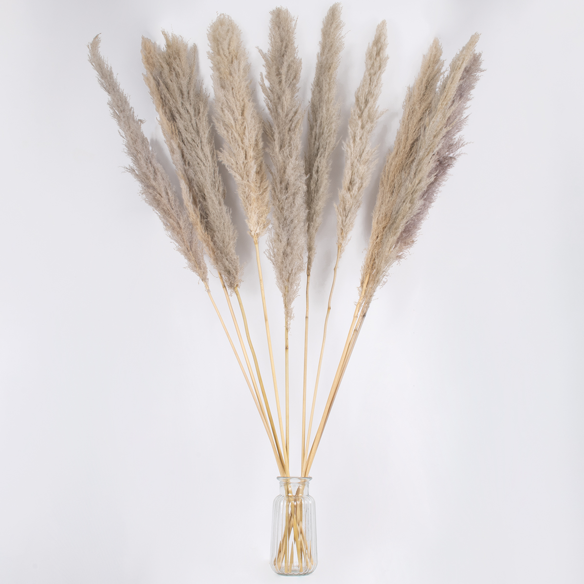 GLOBOSTAR® PAMPASGRASS 36514 Αποξηραμένο Διακοσμητικό Μπουκέτο Γρασίδι της Πάμπας - Καφέ - Μ20 x Π20 x Υ150cm - Πακέτο 5 Τεμαχίων 5 GLOBOSTAR® PAMPASGRASS 36514 Αποξηραμένο Διακοσμητικό Μπουκέτο Γρασίδι της Πάμπας - Καφέ - Μ20 x Π20 x Υ150cm - Πακέτο 5 Τεμαχίων - Image 3