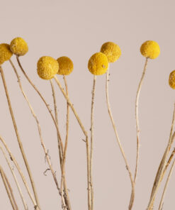GloboStar® GloboStar® GRASPEDIA 36532 Αποξηραμένο Φυτό Κρασπέδια Φ2cm - Μπουκέτο Διακοσμητικών Κλαδιών Μπεζ - Κίτρινο Υ70cm - Σετ 20 τμχ