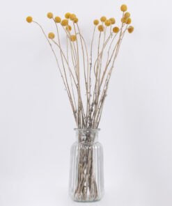 GloboStar® GRASPEDIA 36532 Αποξηραμένο Φυτό Κρασπέδια Φ2cm - Μπουκέτο Διακοσμητικών Κλαδιών Μπεζ - Κίτρινο Υ70cm - Σετ 20 τμχ 7 36532 3