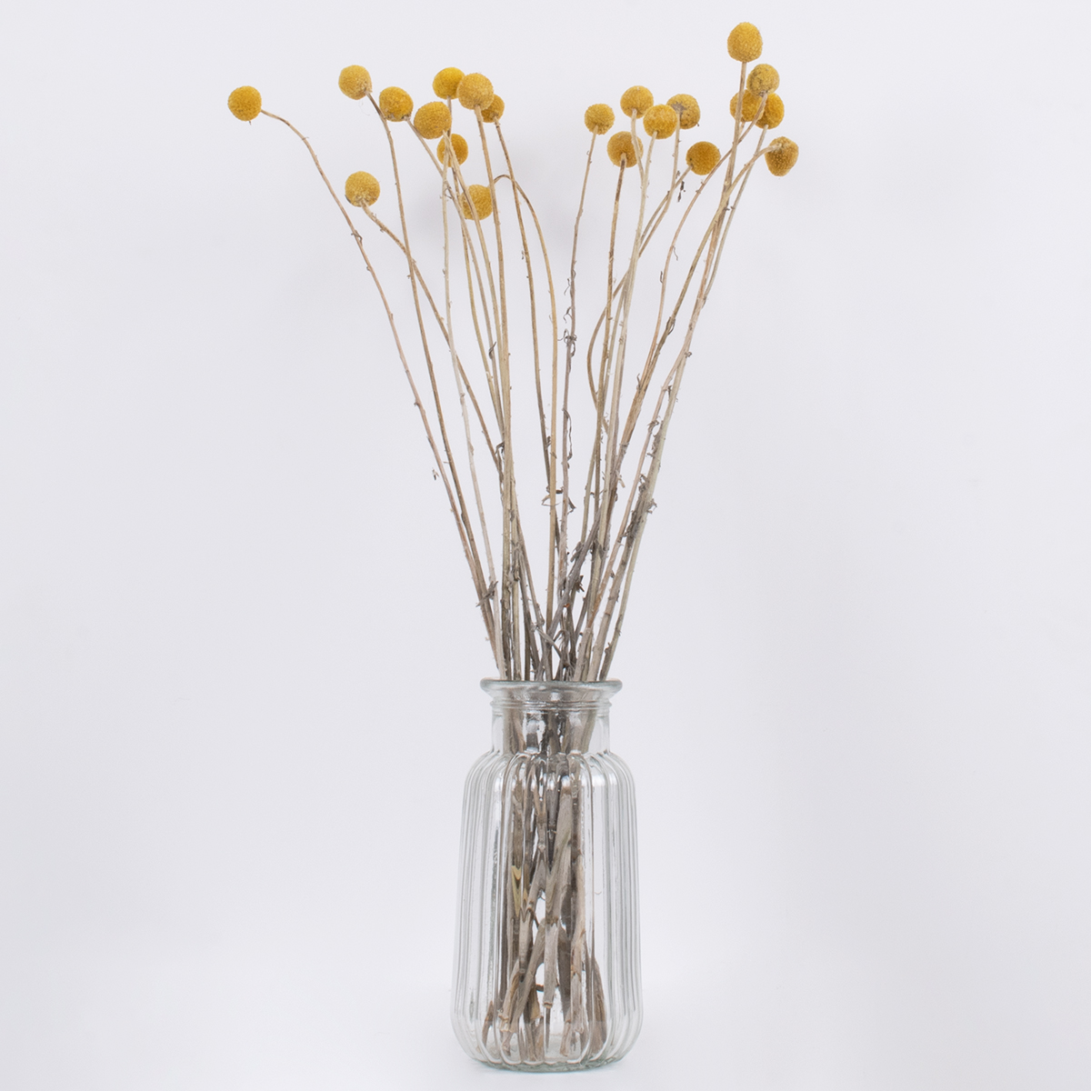 GloboStar® GRASPEDIA 36532 Αποξηραμένο Φυτό Κρασπέδια Φ2cm - Μπουκέτο Διακοσμητικών Κλαδιών Μπεζ - Κίτρινο Υ70cm - Σετ 20 τμχ 5 GloboStar® GRASPEDIA 36532 Αποξηραμένο Φυτό Κρασπέδια Φ2cm - Μπουκέτο Διακοσμητικών Κλαδιών Μπεζ - Κίτρινο Υ70cm - Σετ 20 τμχ - Image 3