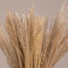 GloboStar® GLOBOSTAR® MISCANTHUS 36534 Αποξηραμένο Διακοσμητικό Μπουκέτο Μίσχανθος - Μπεζ - Μ20 x Π20 x Υ40cm - Πακέτο 20 Τεμαχίων