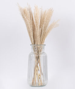 Alternative view of GLOBOSTAR® MISCANTHUS 36534 Αποξηραμένο Διακοσμητικό Μπουκέτο Μίσχανθος - Μπεζ - Μ20 x Π20 x Υ40cm - Πακέτο 20 Τεμαχίων