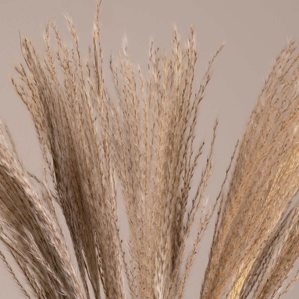 GLOBOSTAR® MISCANTHUS 36535 Αποξηραμένο Διακοσμητικό Μπουκέτο Μίσχανθος - Μπεζ - Μ20 x Π20 x Υ60cm - Πακέτο 20 Τεμαχίων 3 GloboStar® GLOBOSTAR® MISCANTHUS 36535 Αποξηραμένο Διακοσμητικό Μπουκέτο Μίσχανθος - Μπεζ - Μ20 x Π20 x Υ60cm - Πακέτο 20 Τεμαχίων