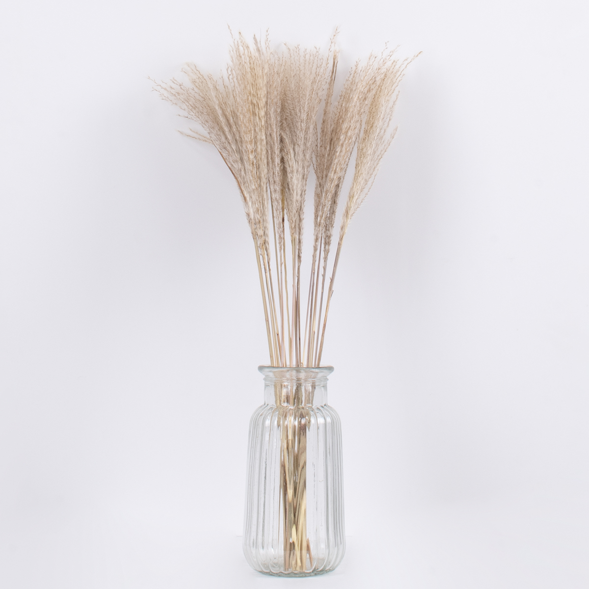 GLOBOSTAR® MISCANTHUS 36535 Αποξηραμένο Διακοσμητικό Μπουκέτο Μίσχανθος - Μπεζ - Μ20 x Π20 x Υ60cm - Πακέτο 20 Τεμαχίων 5 GLOBOSTAR® MISCANTHUS 36535 Αποξηραμένο Διακοσμητικό Μπουκέτο Μίσχανθος - Μπεζ - Μ20 x Π20 x Υ60cm - Πακέτο 20 Τεμαχίων - Image 3