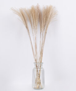 GLOBOSTAR® MISCANTHUS 36536 Αποξηραμένο Διακοσμητικό Μπουκέτο Μίσχανθος - Μπεζ - Μ20 x Π20 x Υ80cm - Πακέτο 20 Τεμαχίων 7 36536 3