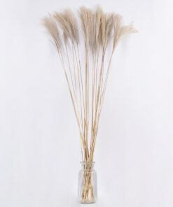 Alternative view of GloboStar® MISCANTHUS 36538 Αποξηραμένο Φυτό Μίσχανθος - Μπουκέτο Διακοσμητικών Κλαδιών Μπεζ Υ120cm - Σετ 10 τμχ