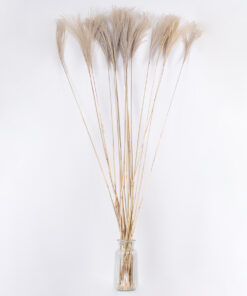 Alternative view of GloboStar® MISCANTHUS 36539 Αποξηραμένο Φυτό Μίσχανθος - Μπουκέτο Διακοσμητικών Κλαδιών Μπεζ Υ140cm - Σετ 10 τμχ