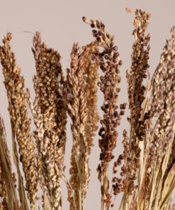 GloboStar® GloboStar® BROOMCORN 36540 Αποξηραμένο Φυτό Γλυκό Σόργο - Μπουκέτο Διακοσμητικών Κλαδιών Μπεζ - Καφέ Υ60cm - Σετ 20 τμχ