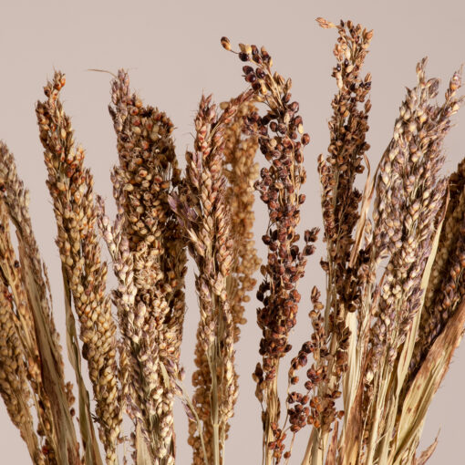 GloboStar® GloboStar® BROOMCORN 36540 Αποξηραμένο Φυτό Γλυκό Σόργο - Μπουκέτο Διακοσμητικών Κλαδιών Μπεζ - Καφέ Υ60cm - Σετ 20 τμχ