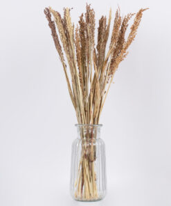 Alternative view of GloboStar® BROOMCORN 36540 Αποξηραμένο Φυτό Γλυκό Σόργο - Μπουκέτο Διακοσμητικών Κλαδιών Μπεζ - Καφέ Υ60cm - Σετ 20 τμχ