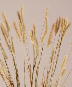 GloboStar® GloboStar® FOUNTAINGRASS 36542 Αποξηραμένο Φυτό Πεννίζετο - Μπουκέτο Διακοσμητικών Κλαδιών Μπεζ - Πράσινο Υ60cm - Σετ 50 τμχ