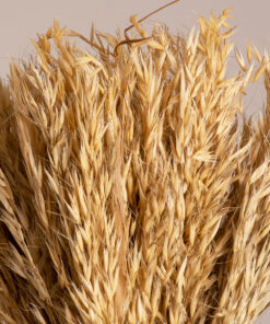 GloboStar® GloboStar® WILDOAT 36543 Αποξηραμένο Φυτό Αγριοβρώμη - Μπουκέτο Διακοσμητικών Κλαδιών Μπεζ Υ60cm - Σετ 100 τμχ