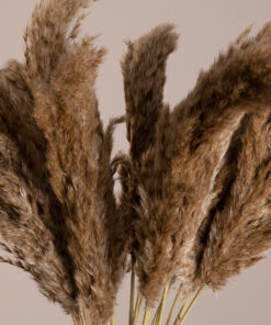 GloboStar® GLOBOSTAR® PAMPASGRASS 36544 Αποξηραμένο Διακοσμητικό Μπουκέτο Γρασίδι της Πάμπας - Μπεζ & Καφέ - Μ20 x Π20 x Υ60cm - Πακέτο 20 Τεμαχίων