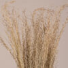 GloboStar® SILVERHAIRGRASS 36545 Αποξηραμένο Φυτό Ασημένια Χλόη - Μπουκέτο Διακοσμητικών Κλαδιών Μπεζ Υ60cm - Σετ 100 τμχ 2 GloboStar® GloboStar® SILVERHAIRGRASS 36545 Αποξηραμένο Φυτό Ασημένια Χλόη - Μπουκέτο Διακοσμητικών Κλαδιών Μπεζ Υ60cm - Σετ 100 τμχ