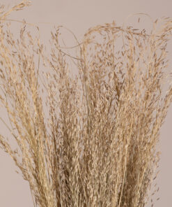 GloboStar® GloboStar® SILVERHAIRGRASS 36545 Αποξηραμένο Φυτό Ασημένια Χλόη - Μπουκέτο Διακοσμητικών Κλαδιών Μπεζ Υ60cm - Σετ 100 τμχ