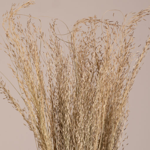 GloboStar® GloboStar® SILVERHAIRGRASS 36545 Αποξηραμένο Φυτό Ασημένια Χλόη - Μπουκέτο Διακοσμητικών Κλαδιών Μπεζ Υ60cm - Σετ 100 τμχ