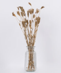 Alternative view of GloboStar® WILDCARROT 36546 Αποξηραμένο Φυτό Άγριο Καρότο - Μπουκέτο Διακοσμητικών Κλαδιών Μπεζ Υ60cm - Σετ 10 τμχ