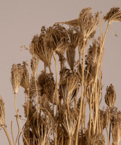 GloboStar® GloboStar® WILDCARROT 36547 Αποξηραμένο Φυτό Άγριο Καρότο - Μπουκέτο Διακοσμητικών Κλαδιών Μπεζ Υ80cm - Σετ 10 τμχ