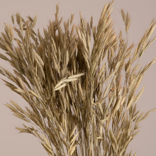 GloboStar® GloboStar® WHEAT 36548 Αποξηραμένο Φυτό Σίτος - Μπουκέτο Διακοσμητικών Κλαδιών Μπεζ - Πράσινο Υ60cm - Σετ 50 τμχ