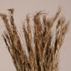 GloboStar® GloboStar® COLATAI 36549 Αποξηραμένο Φυτό Εράγρωστις - Μπουκέτο Διακοσμητικών Κλαδιών Μπεζ - Καφέ Υ60cm - Σετ 50 τμχ