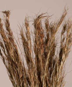 GloboStar® GloboStar® COLATAI 36549 Αποξηραμένο Φυτό Εράγρωστις - Μπουκέτο Διακοσμητικών Κλαδιών Μπεζ - Καφέ Υ60cm - Σετ 50 τμχ