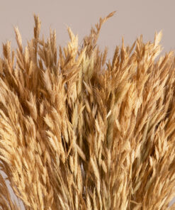 GloboStar® GloboStar® WHEAT 36550 Αποξηραμένο Φυτό Σίτος - Μπουκέτο Διακοσμητικών Κλαδιών Μπεζ Υ60cm - Σετ 100 τμχ