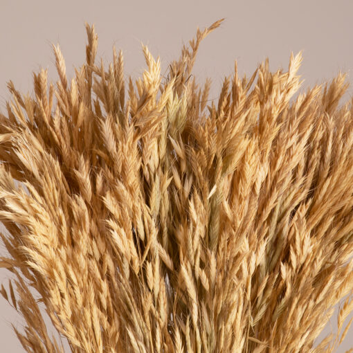 GloboStar® GloboStar® WHEAT 36550 Αποξηραμένο Φυτό Σίτος - Μπουκέτο Διακοσμητικών Κλαδιών Μπεζ Υ60cm - Σετ 100 τμχ