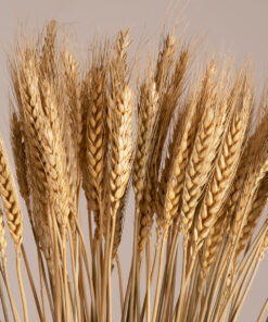 GloboStar® GLOBOSTAR® BARLEY 36551 Αποξηραμένο Διακοσμητικό Μπουκέτο Κριθάρι - Μπεζ - Μ20 x Π20 x Υ60cm - Πακέτο 100 Τεμαχίων