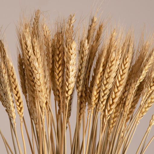 GloboStar® GLOBOSTAR® BARLEY 36551 Αποξηραμένο Διακοσμητικό Μπουκέτο Κριθάρι - Μπεζ - Μ20 x Π20 x Υ60cm - Πακέτο 100 Τεμαχίων