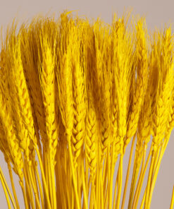 GloboStar® GloboStar® BARLEY 36552 Αποξηραμένο Φυτό Κριθάρι - Μπουκέτο Διακοσμητικών Κλαδιών Μπεζ - Κίτρινο Υ60cm - Σετ 105 τμχ