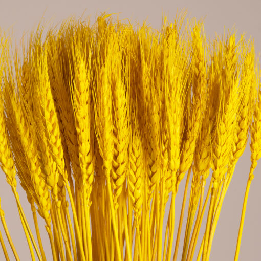 GloboStar® GloboStar® BARLEY 36552 Αποξηραμένο Φυτό Κριθάρι - Μπουκέτο Διακοσμητικών Κλαδιών Μπεζ - Κίτρινο Υ60cm - Σετ 105 τμχ