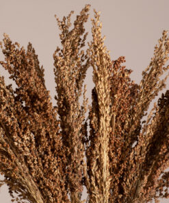 GloboStar® GloboStar® BROOMCORN 36553 Αποξηραμένο Φυτό Γλυκό Σόργο - Μπουκέτο Διακοσμητικών Κλαδιών Καφέ Υ60cm - Σετ 20 τμχ