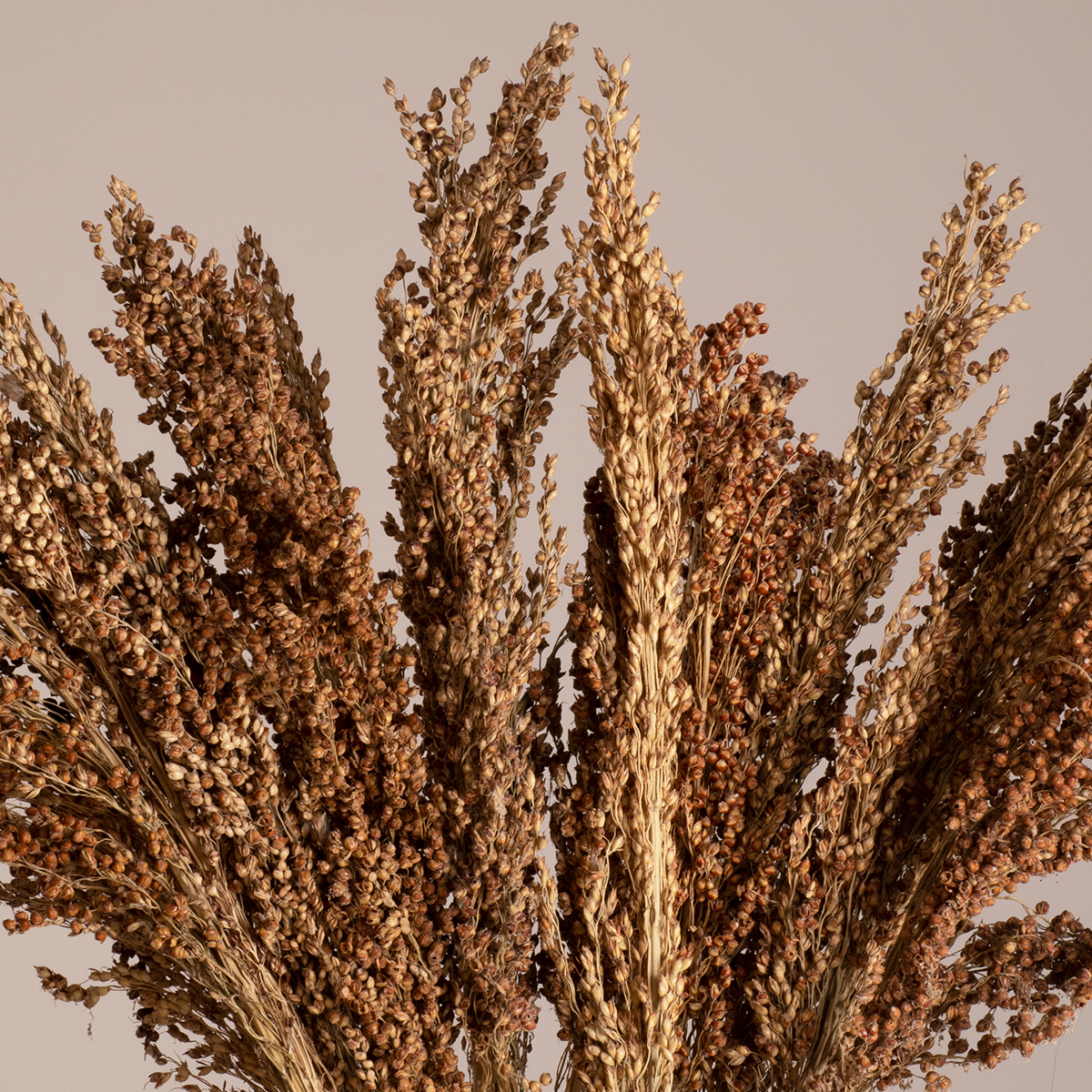 GloboStar® BROOMCORN 36553 Αποξηραμένο Φυτό Γλυκό Σόργο - Μπουκέτο Διακοσμητικών Κλαδιών Καφέ Υ60cm - Σετ 20 τμχ 2 GloboStar® GloboStar® BROOMCORN 36553 Αποξηραμένο Φυτό Γλυκό Σόργο - Μπουκέτο Διακοσμητικών Κλαδιών Καφέ Υ60cm - Σετ 20 τμχ