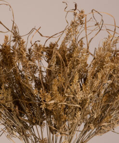 GloboStar® GloboStar® FERNGRASS 36556 Αποξηραμένο Φυτό Φτερόχορτο - Μπουκέτο Διακοσμητικών Κλαδιών Μπεζ Υ60cm - Σετ 50 τμχ