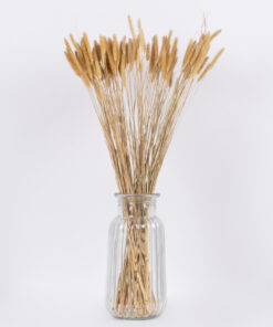 Alternative view of GloboStar® SETARIA 36557 Αποξηραμένο Φυτό Σεταρία - Μπουκέτο Διακοσμητικών Κλαδιών Μπεζ Υ60cm - Σετ 100 τμχ