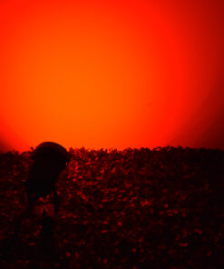 GloboStar® 75585 Προβολάκι Κήπου Καρφωτό - Δαπέδου Bridgelux COB LED 10W 1000lm 35° DC 12V Αδιάβροχο IP67 Ultra Κόκκινο Dimmable 21 75585 10