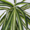 GloboStar® GloboStar® SPIDER PLANT 78217 Τεχνητό Φυτό Χλωρόφυτο - Μπουκέτο Διακοσμητικών Φυτών - Κλαδιών με Φύλλωμα Πράσινο - Κίτρινο - Λευκό Υ60cm