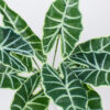 GloboStar® GloboStar® ALOCASIA 78225 Τεχνητό Φυτό Αλοκάσια - Μπουκέτο Διακοσμητικών Φυτών - Κλαδιών με Φύλλωμα Πράσινο Υ43cm
